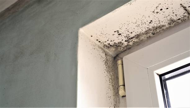 Best Black Mold Removal  in Salado, TX