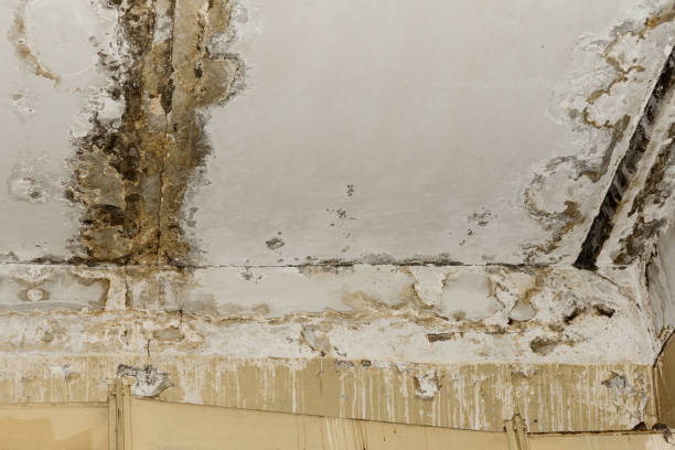 Dehumidification Services in Salado, TX