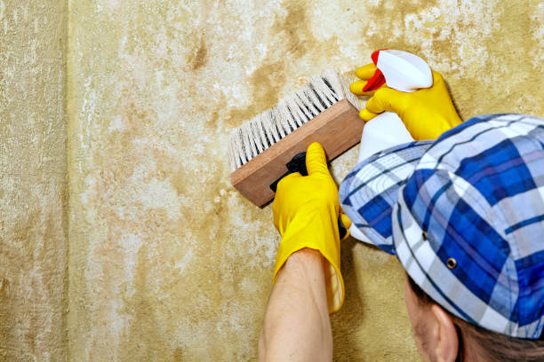 Best Mold Prevention Services  in Salado, TX