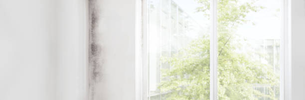 Best Attic Mold Removal  in Salado, TX