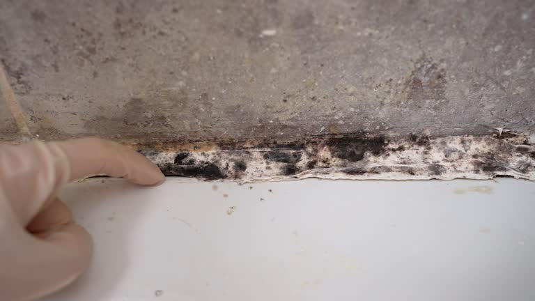 Asbestos and Lead Testing During Mold Inspection in Salado, TX