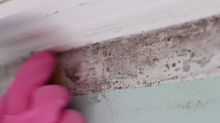 Best Water Damage & Mold Remediation  in Salado, TX